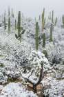 Arizona, Pima County. Sonoran Desert with snow Art Print